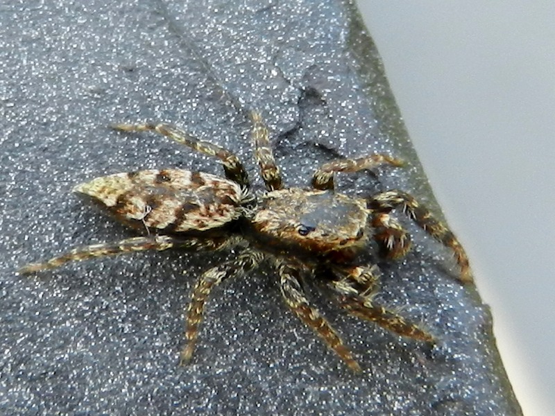 Salticidae: Marpissa muscosa